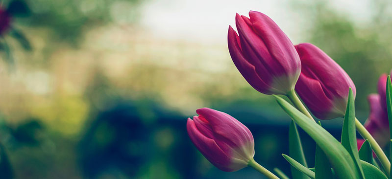 Acupuncture tune up liver